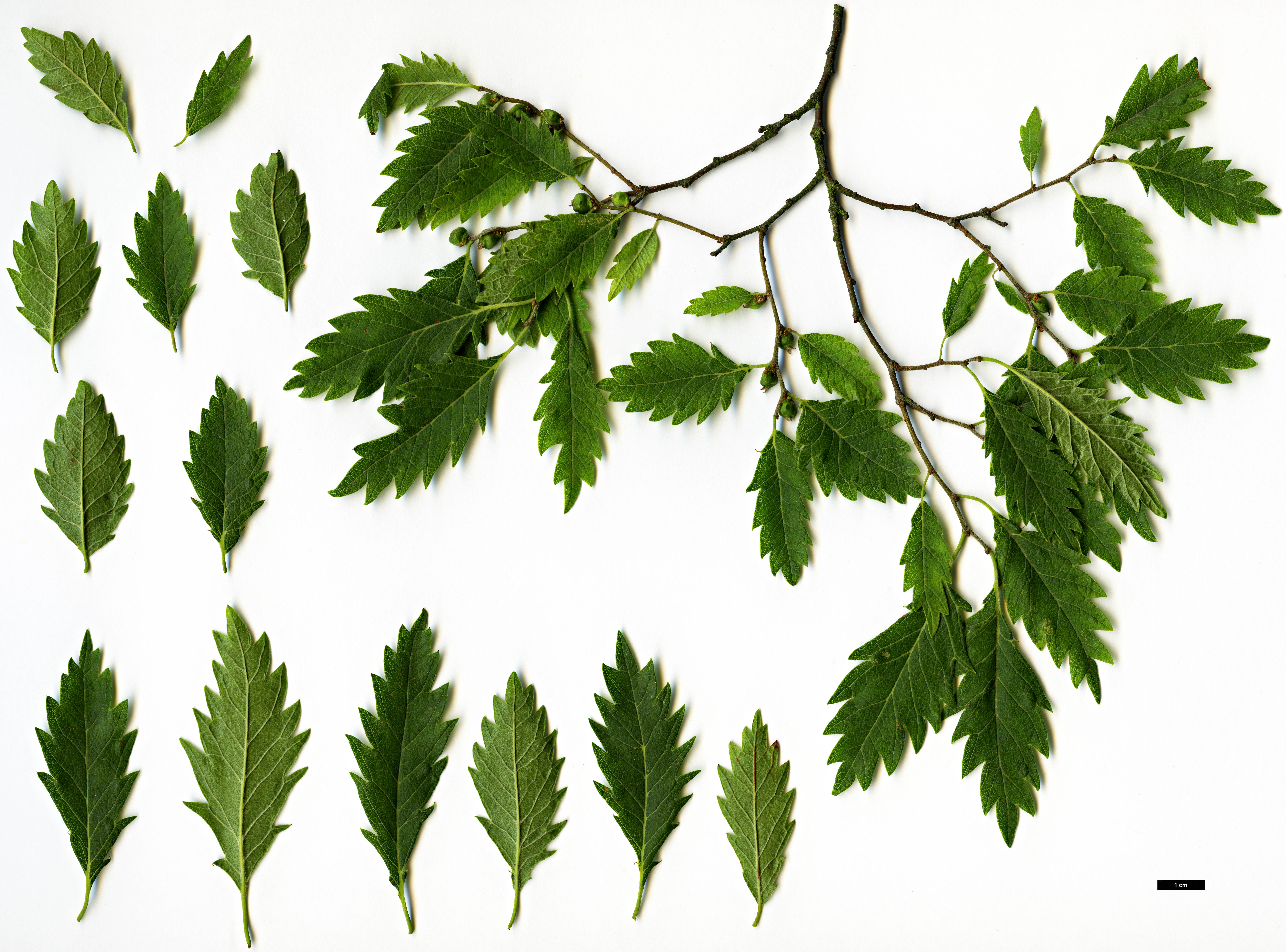High resolution image: Family: Ulmaceae - Genus: Zelkova - Taxon: ×verschaffeltii (Z.carpinifolia × Z.serrata)
